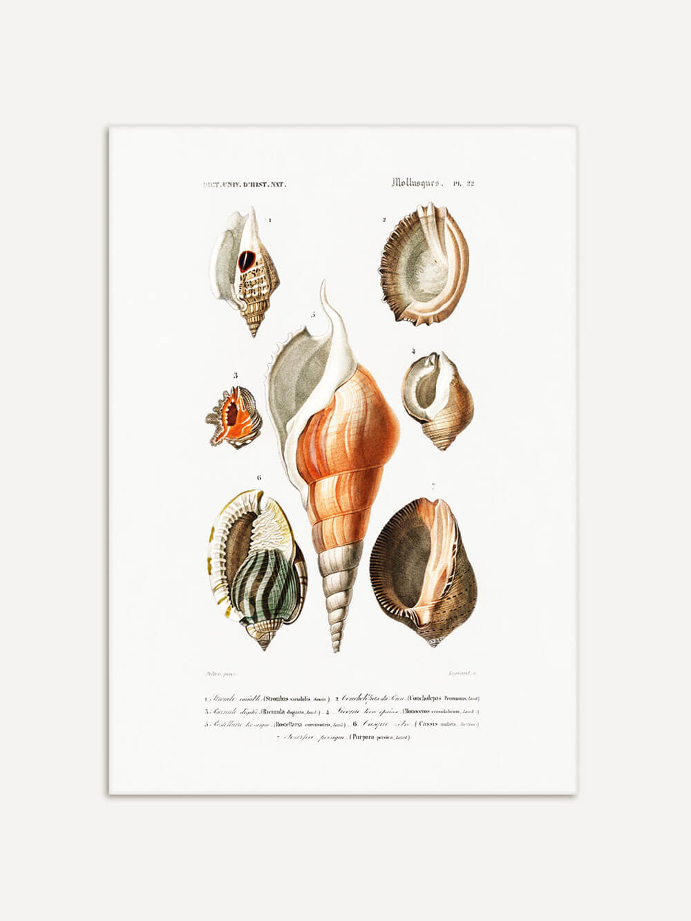 Detailreiche Illustration verschiedener Muscheln und Schnecken in sanften Farbtönen, im Vintage-Stil auf weißem Hintergrund, aus einem antiken naturhistorischen Buch.