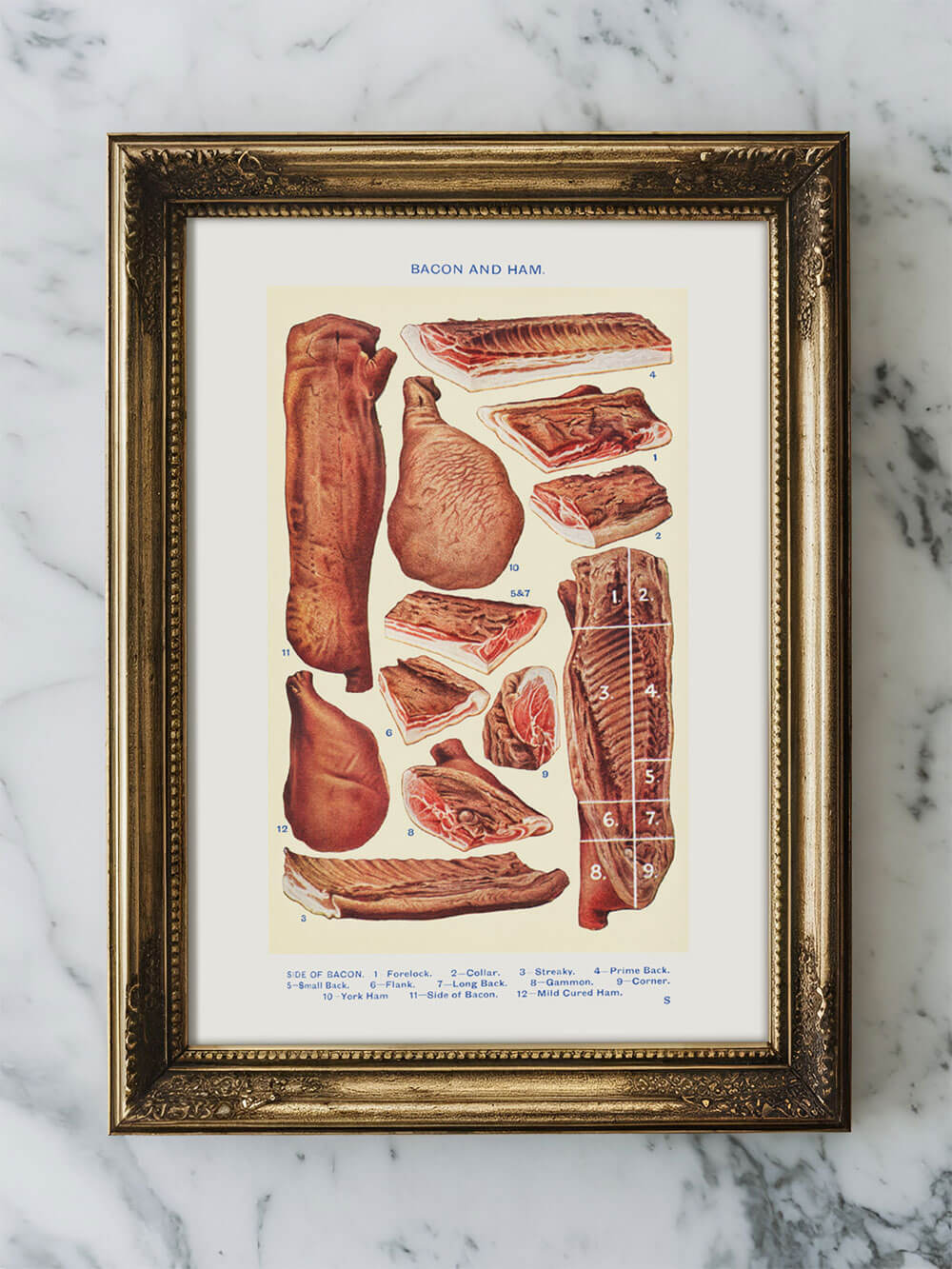 Vintage Illustration verschiedener Fleischstücke aus Mrs. Beeton's 1923 Book of Household Management, gerahmt in einem goldenen antiken Rahmen auf einem Marmoruntergrund platziert.