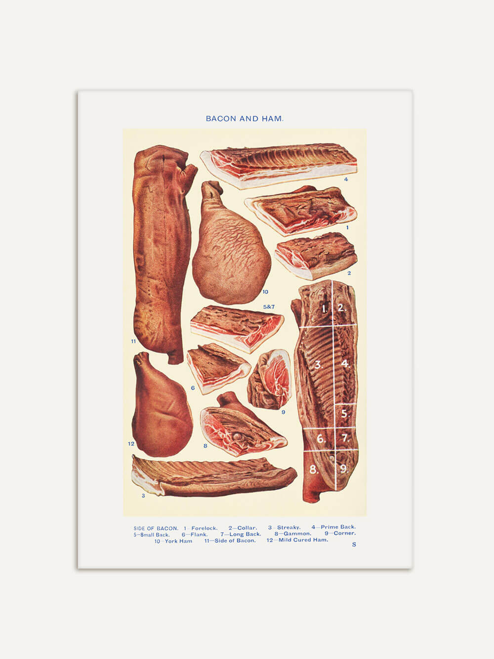 Vintage-Illustration aus Mrs. Beeton's 1923 Book of Household Management, die verschiedene Fleischstücke von Bacon und Schinken zeigt, inklusive Beschriftungen der einzelnen Teile wie Forelock, Collar und Gammon.