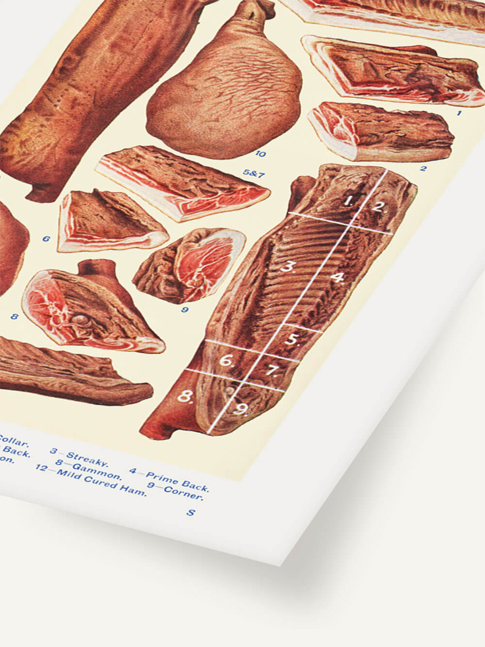 Detailansicht einer Vintage-Illustration aus Mrs. Beeton's 1923 Book of Household Management, die verschiedene Fleischstücke von Bacon und Schinken zeigt, einschließlich beschrifteter Schnitte wie Forelock, Collar und Streaky.